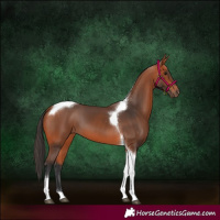 Horse Color:Bay Tobiano