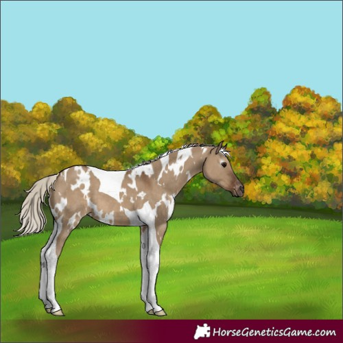 Horse Color:Gray White Spotted Silver Grullo Tobiano Appaloosa 