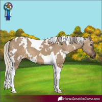 Horse Color:Gray White Spotted Silver Grullo Tobiano Appaloosa 