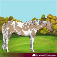 Horse Color:Gray White Spotted Silver Grullo Tobiano Appaloosa 