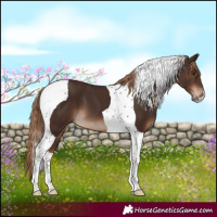 Horse Color:Liver Chestnut Tobiano