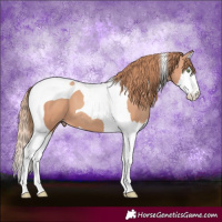 Horse Color:Gold Champagne Splash Tobiano