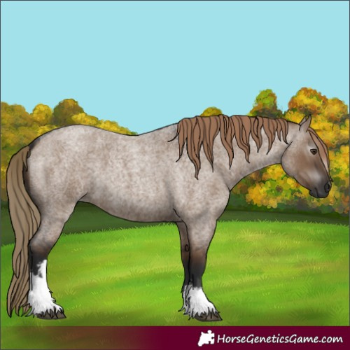 Horse Color:Gray White Spotted Liver Red Dun Roan