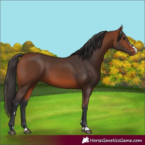 Horse Color:Bay 