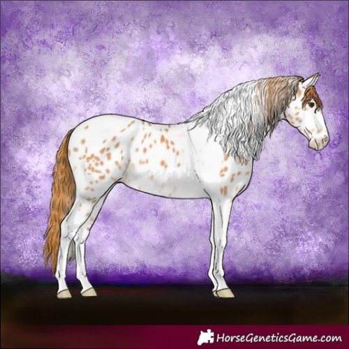 Horse Color:Chestnut Tobiano Appaloosa