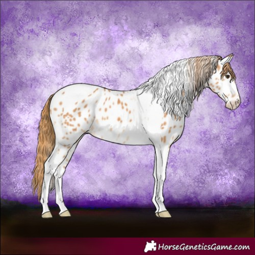 Horse Color:Chestnut Tobiano Near Leopard