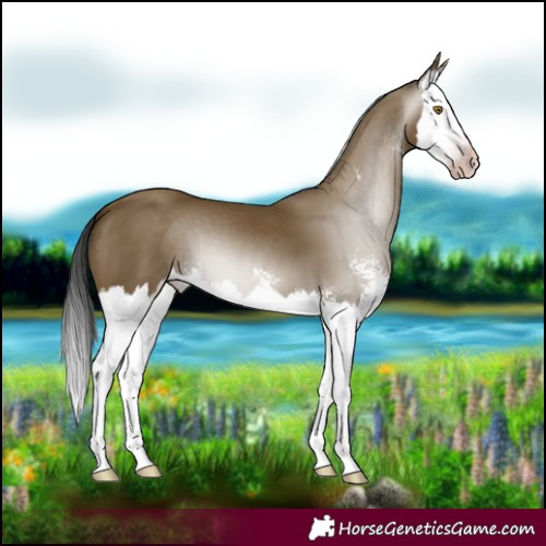 Horse Color:Gray Classic Cream Champagne Sabino Splash
