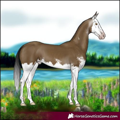 Horse Color:Gray Classic Cream Champagne Sabino Splash 