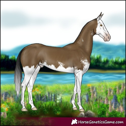 Horse Color:Gray Classic Cream Champagne Sabino Splash 