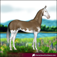 Horse Color:Gray Classic Cream Champagne Sabino Splash 