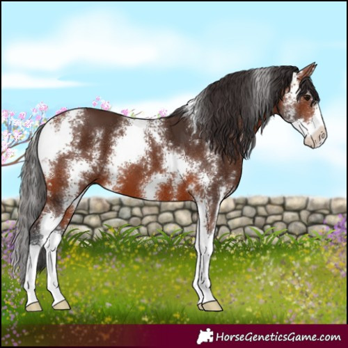 Horse Color:Bay Sabino 