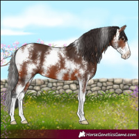 Horse Color:Bay Sabino 