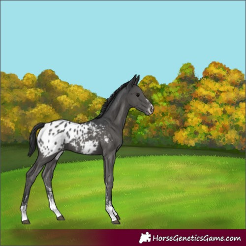 Horse Color:Black Sabino Appaloosa Rabicano 