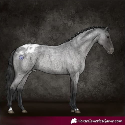 Horse Color:Blue Roan Appaloosa Rabicano 
