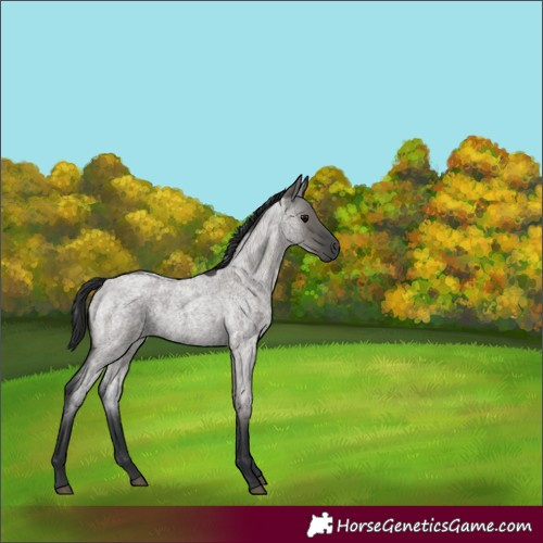 Horse Color:Grullo Roan Rabicano 