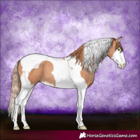 Horse Color:Gold Champagne Splash Tobiano 
