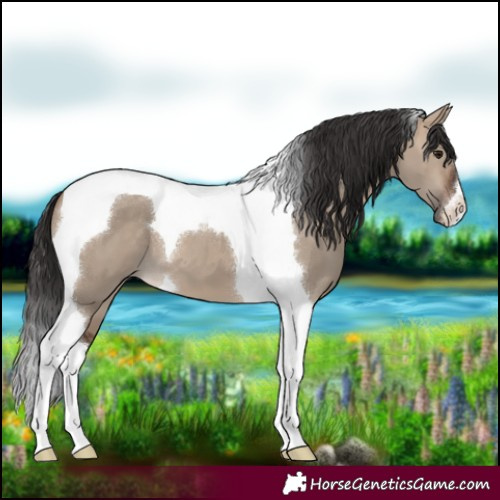 Horse Color:Brown Dun Tobiano 