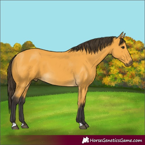 Horse Color:Buckskin 