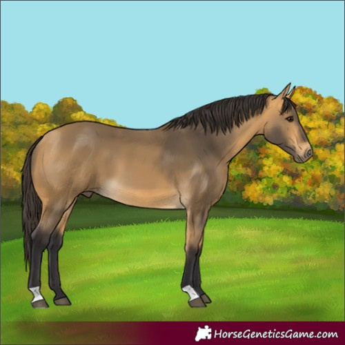 Horse Color:Buckskin 