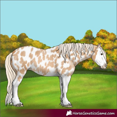 Horse Color:Palomino Roan Splash Near Leopard