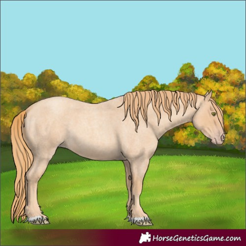 Horse Color:Gold Champagne Roan 