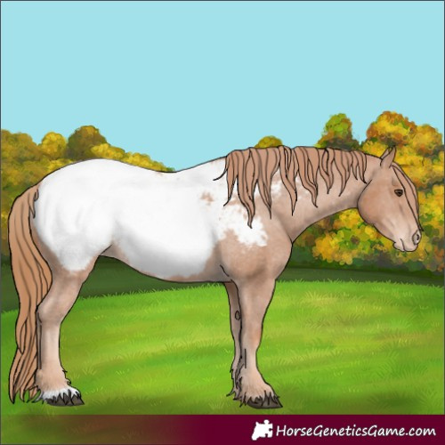 Horse Color:Chestnut Appaloosa 