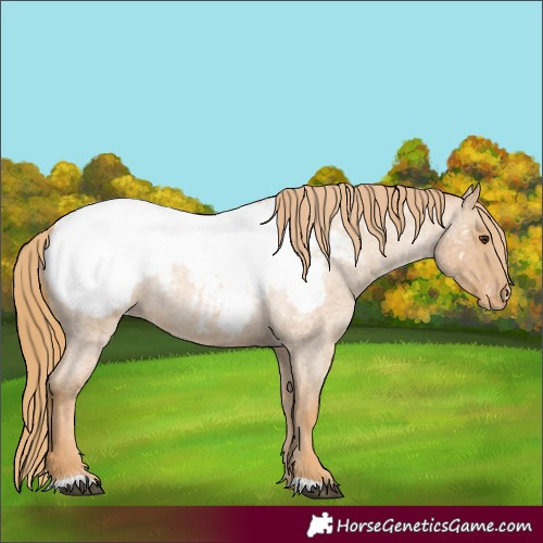 Horse Color:Red Roan Snowcap Rabicano 