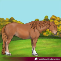 Horse Color:Chestnut 