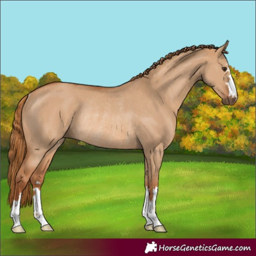 Horse Color:Red Dun Rabicano 