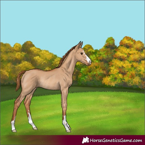 Horse Color:Red Dun Rabicano