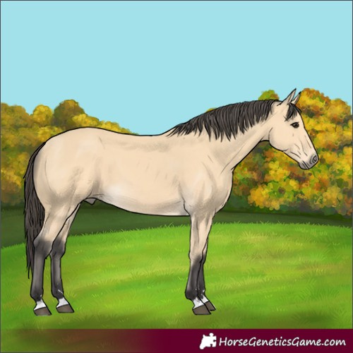 Horse Color:Buckskin 