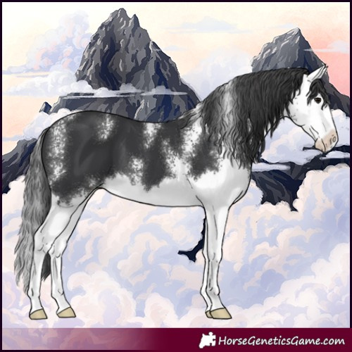 Horse Color:Black Sabino Splash 