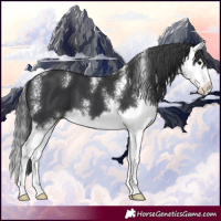 Horse Color:Black Sabino Splash 