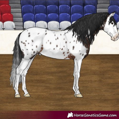 Horse Color:Brown Splash Near Leopard