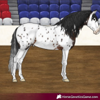 Horse Color:Brown Splash Near Leopard 