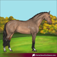 Horse Color:Bay Dun
