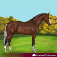 Horse Color:Gray Silver Bay Rabicano 
