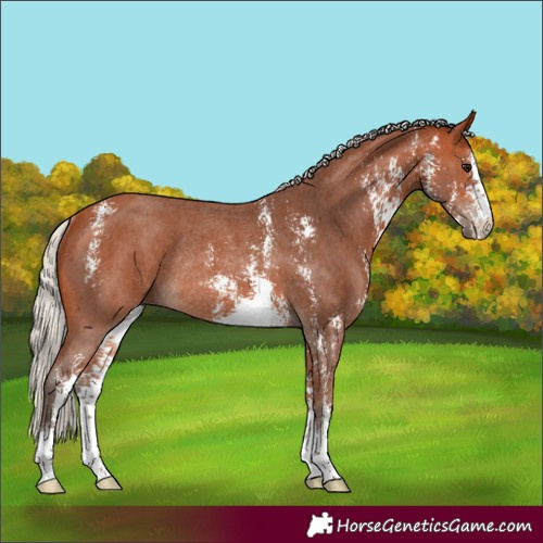 Horse Color:Silver Bay Sabino Rabicano 