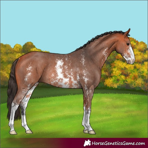 Horse Color:Bay Sabino Rabicano 