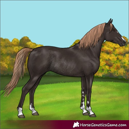 Horse Color:Liver Chestnut Rabicano 