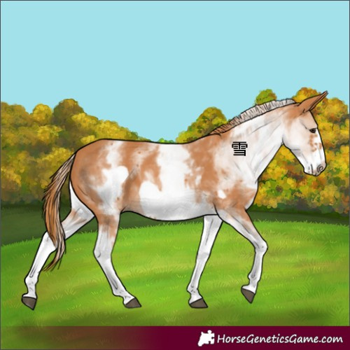 Horse Color:White Spotted Chestnut Frame 