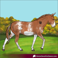 Horse Color:White Spotted Chestnut Frame