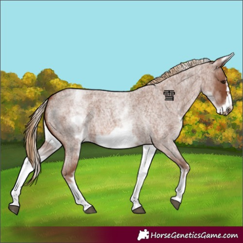 Horse Color:White Spotted Red Roan Frame 