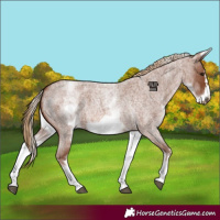 Horse Color:White Spotted Red Roan Frame 