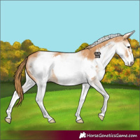 Horse Color:White Spotted Chestnut Frame