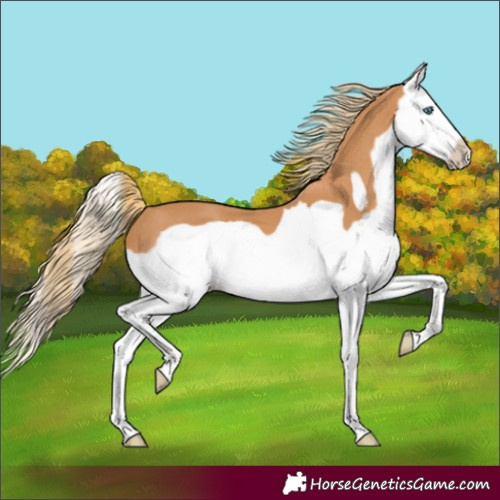 Horse Color:Chestnut Splash Frame 