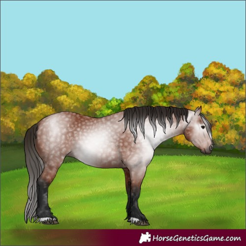 Horse Color:Gray Bay 
