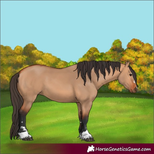 Horse Color:Bay Dun