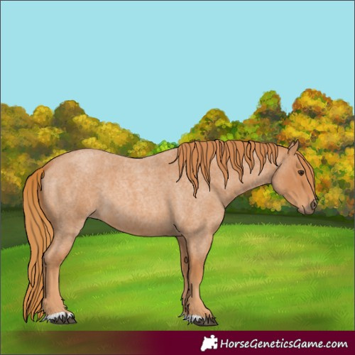 Horse Color:Red Roan 