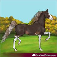 Horse Color:Liver Chestnut Splash
